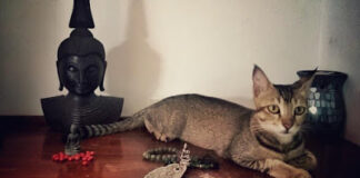 බල්ලො ගොඩක් මැද පූසෙක්..