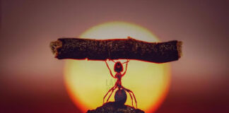 අලින්ගෙයි කූඹින්ගෙයි වැඩ