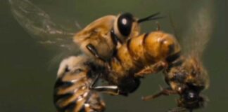 මීමැසි රමණය