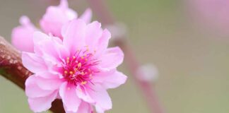 මලක සුවඳින් අවදිවන්න