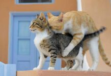 පූසෙක්ගෙන් සෙක්ස් පාඩමක්