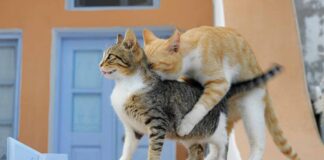 පූසෙක්ගෙන් සෙක්ස් පාඩමක්