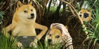 අනවසරයෙන් රූගත කළ වැටකේ වීඩියෝ සුනාමිය