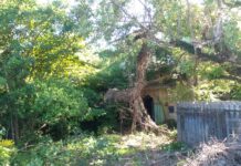 පත්මා ගැන මතකය